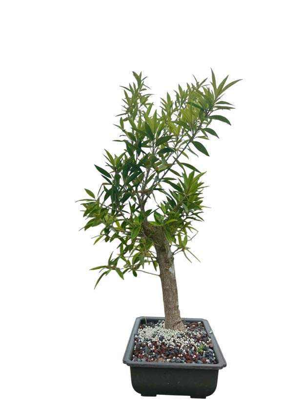Willow Leaf Ficus