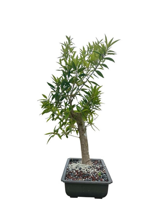 Willow Leaf Ficus