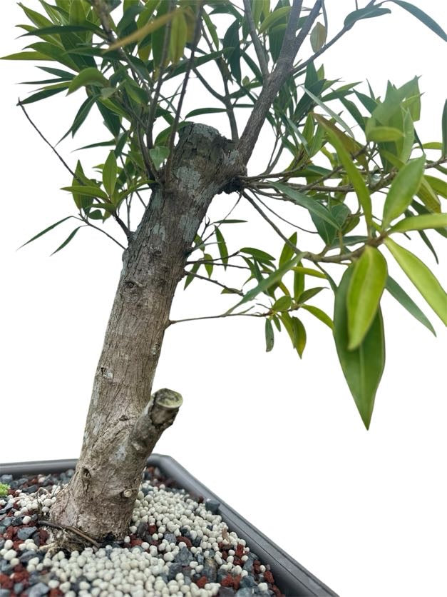 Willow Leaf Ficus