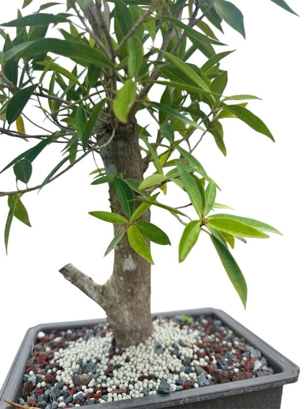 Willow Leaf Ficus