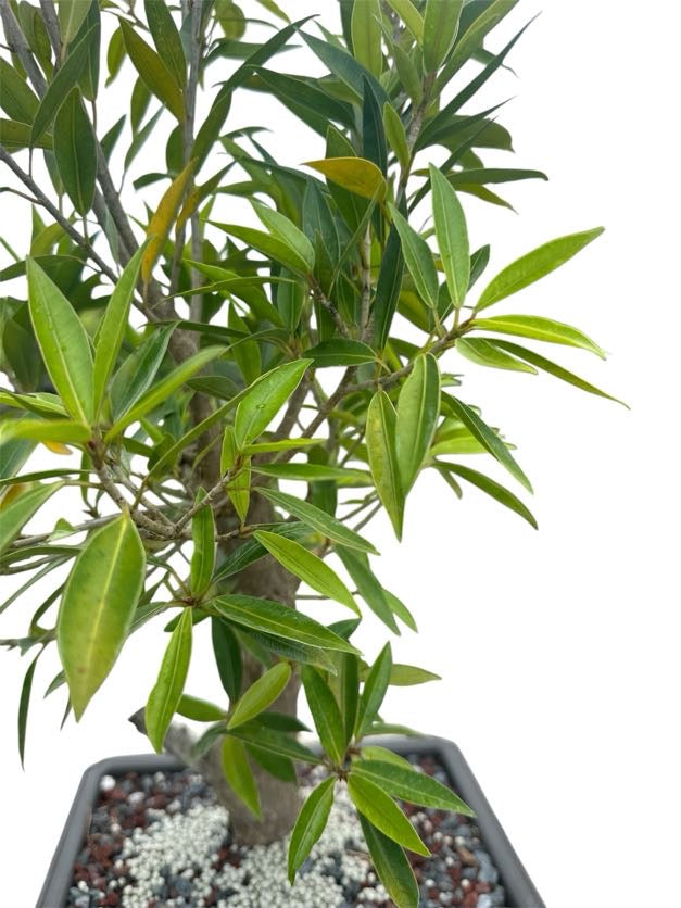 Willow Leaf Ficus