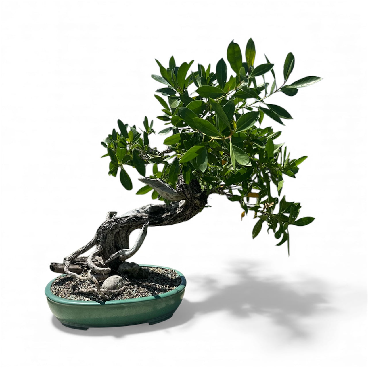 Yamadori Buttonwood