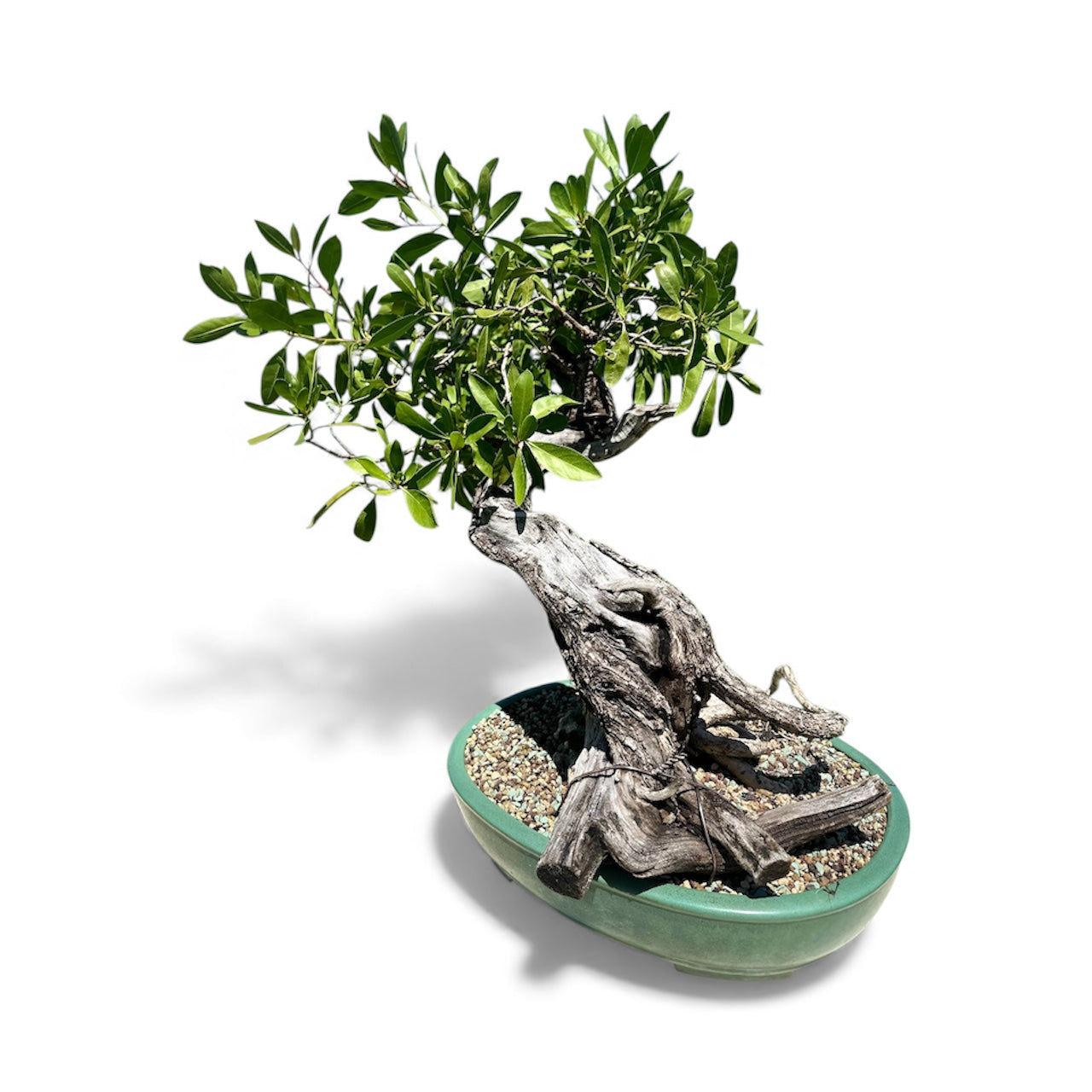 Yamadori Buttonwood