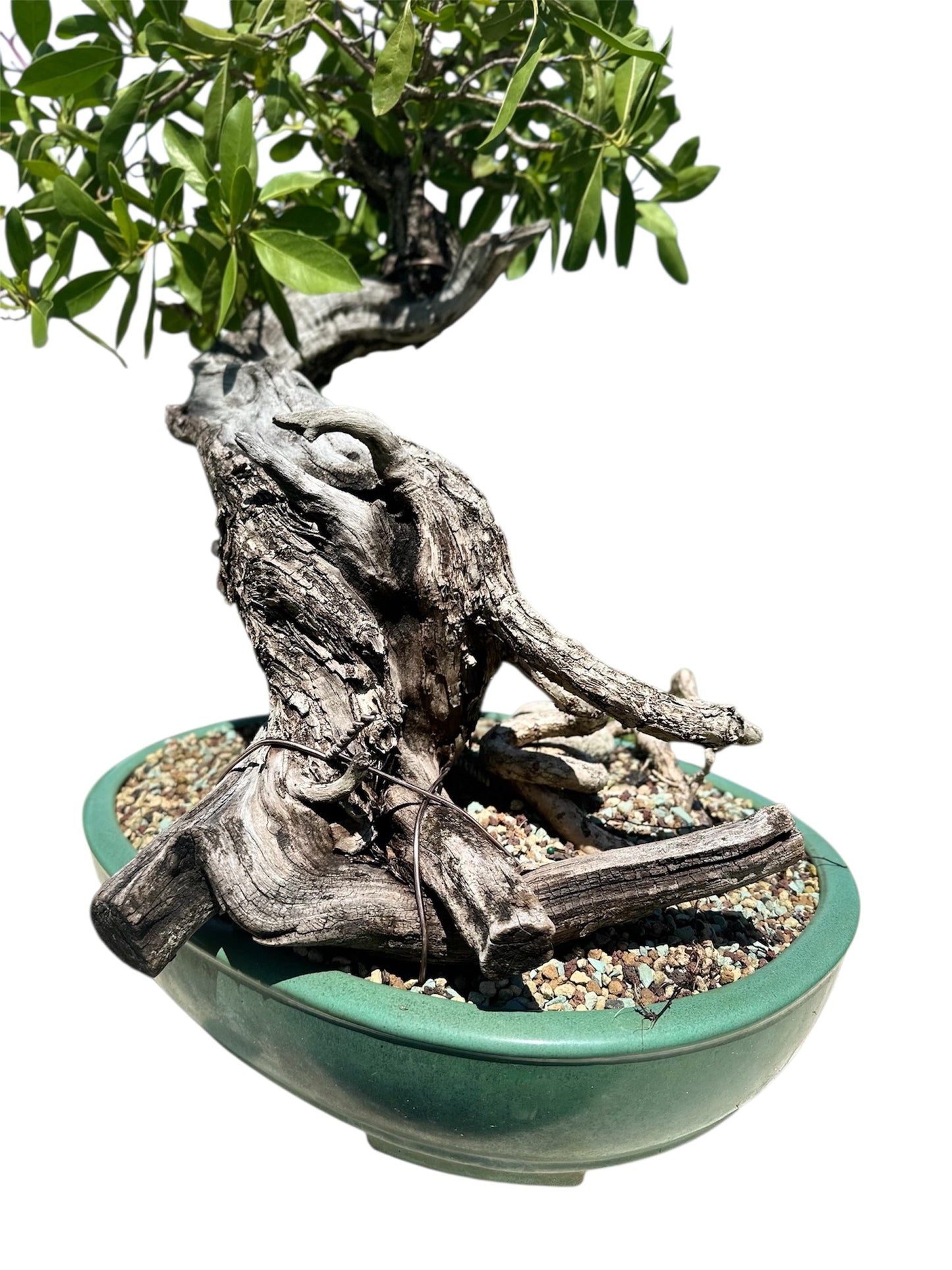 Yamadori Buttonwood