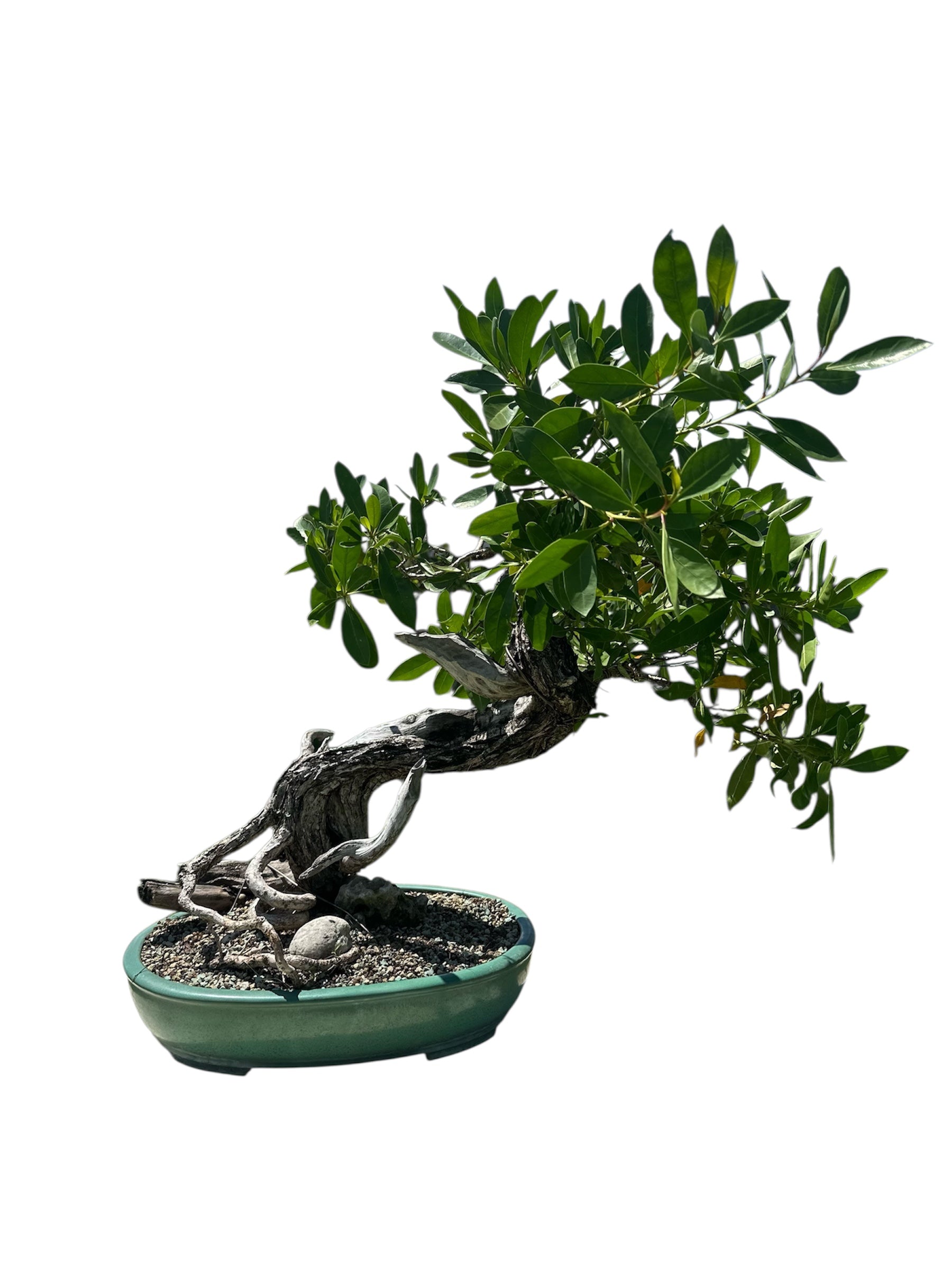 Yamadori Buttonwood