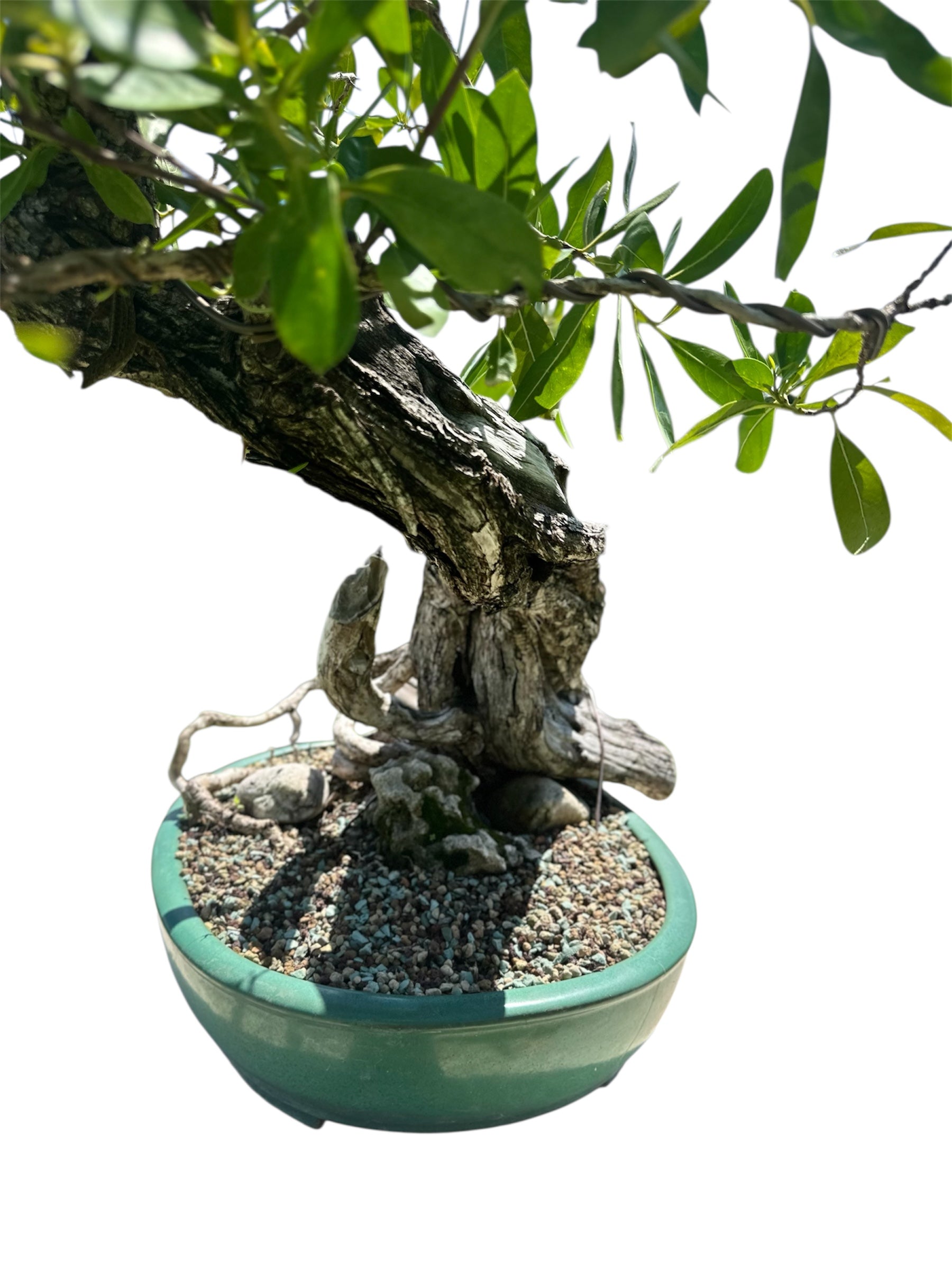 Yamadori Buttonwood