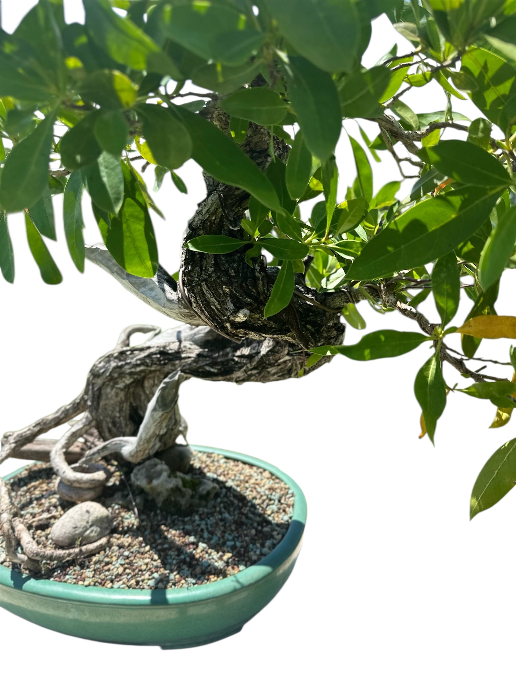 Yamadori Buttonwood