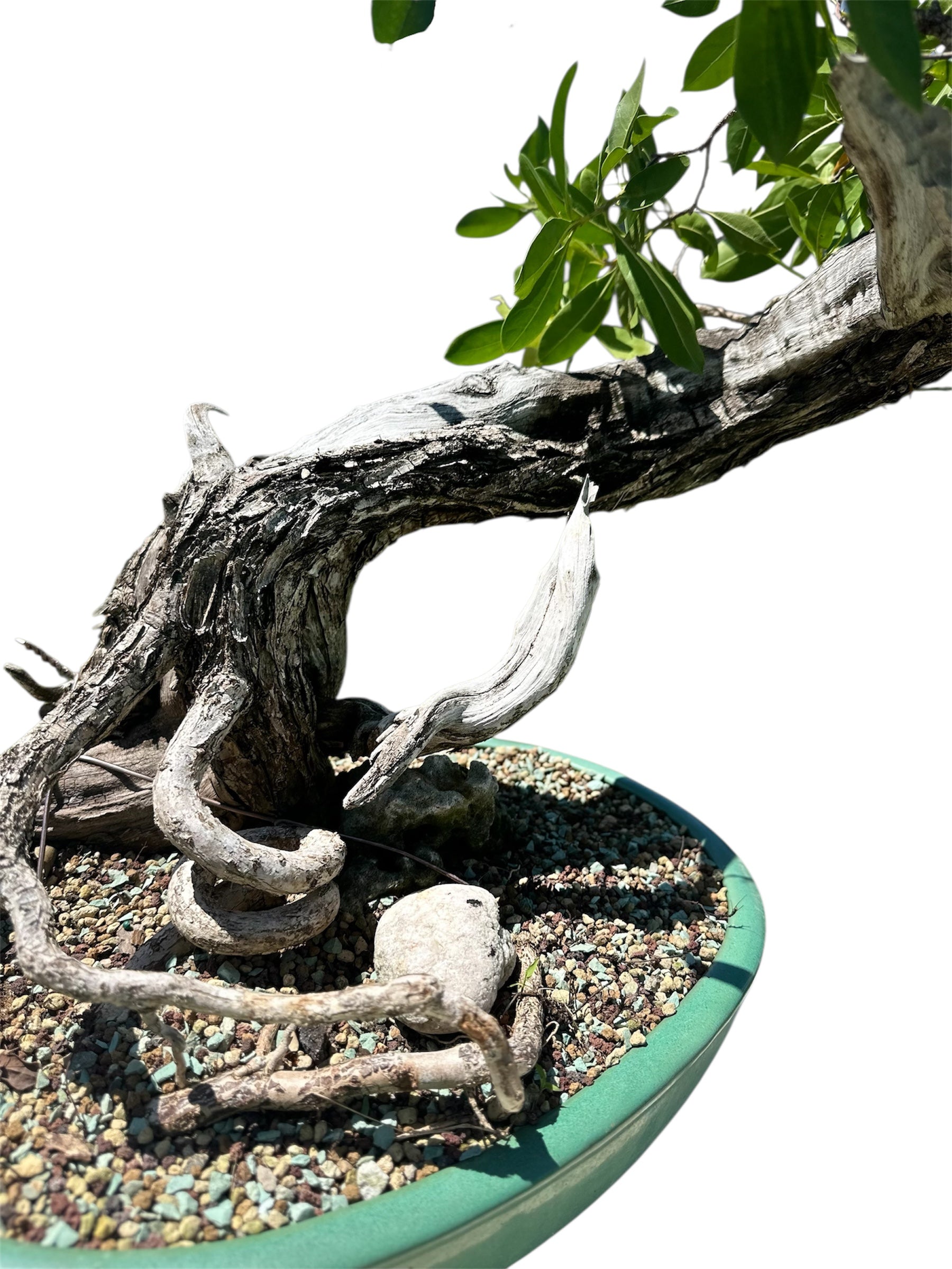 Yamadori Buttonwood