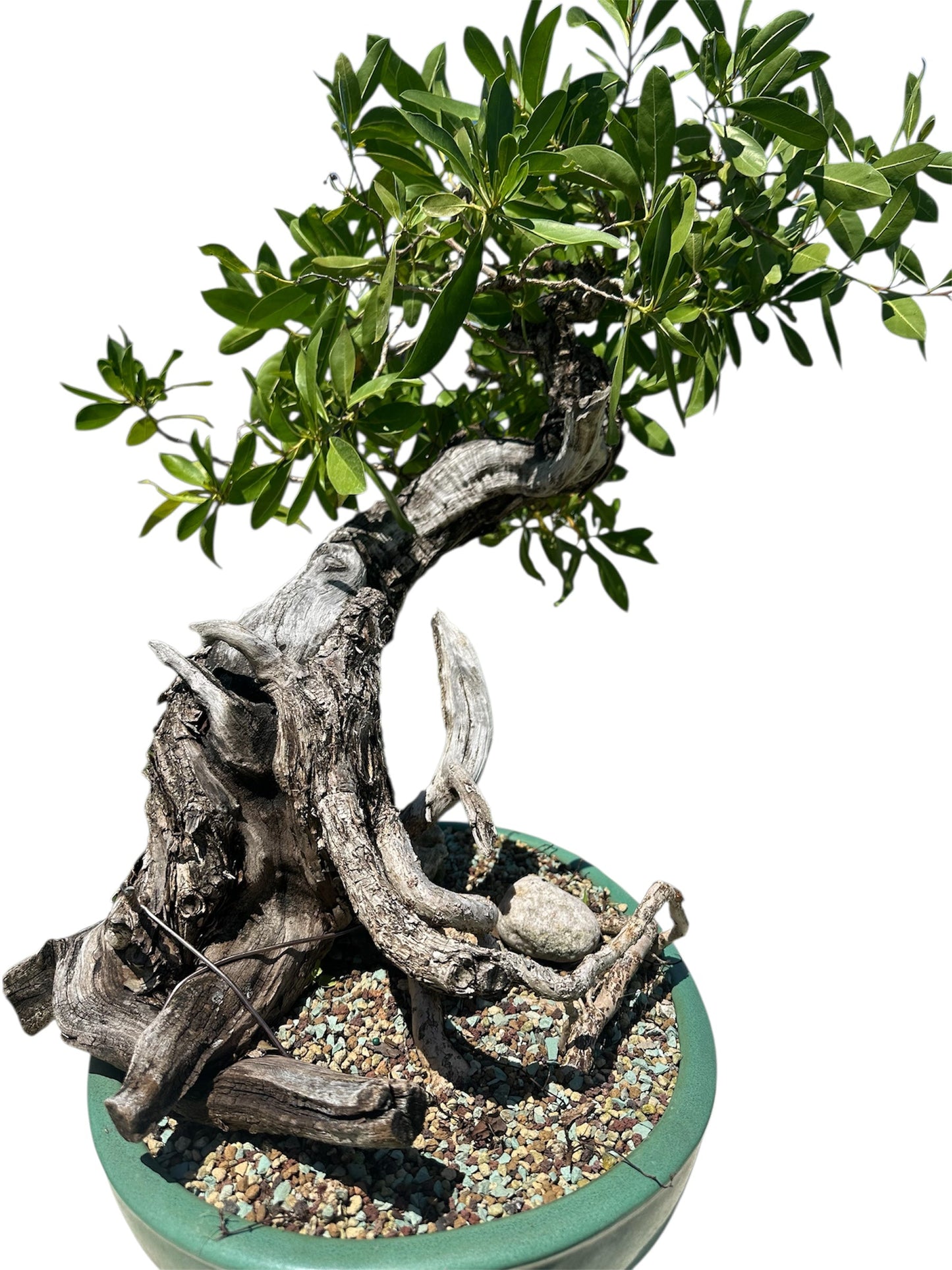 Yamadori Buttonwood