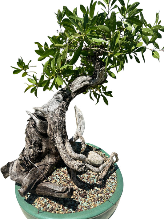 Yamadori Buttonwood