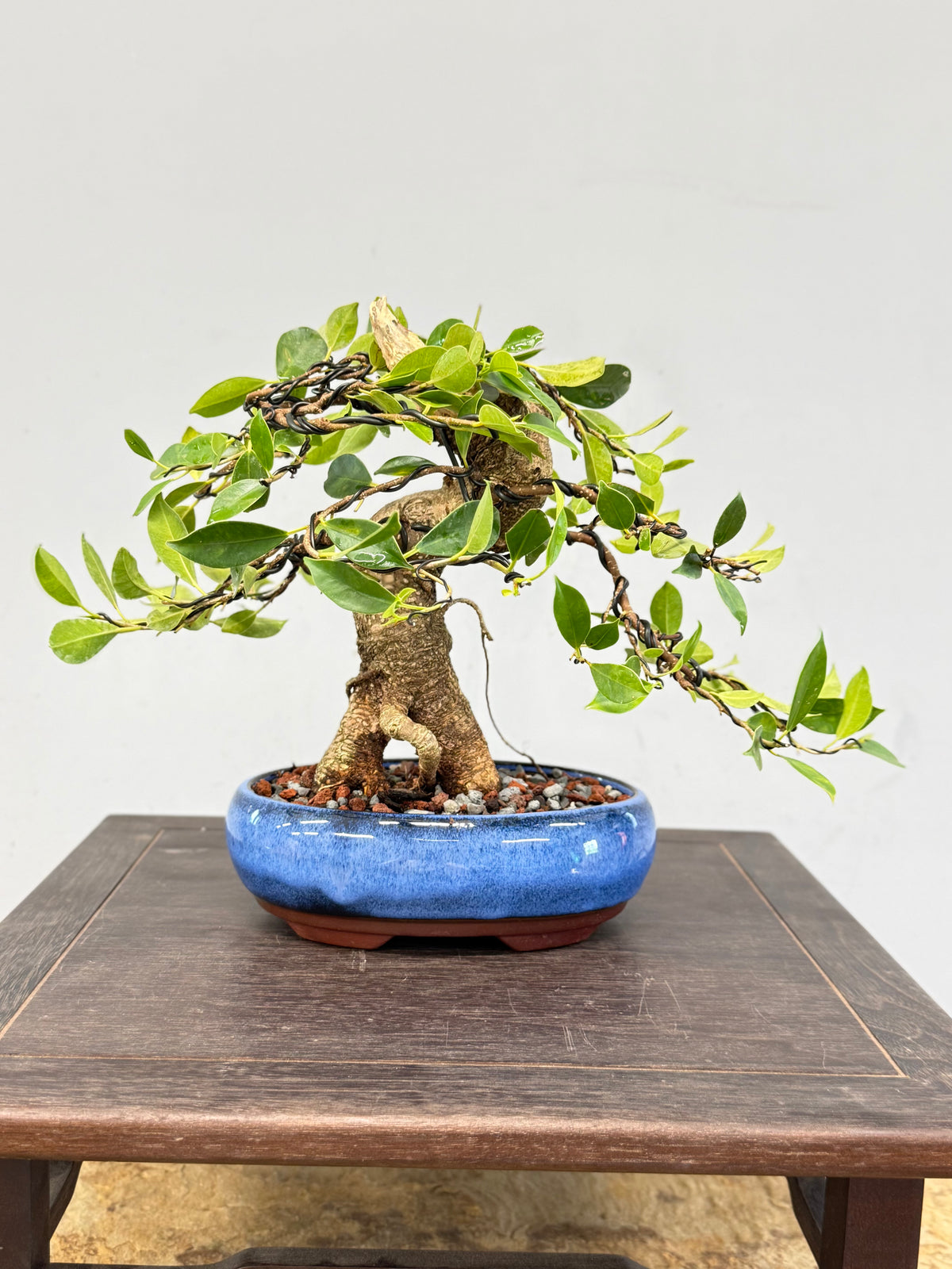 One of a Kind Shohin Tiger Bark Ficus