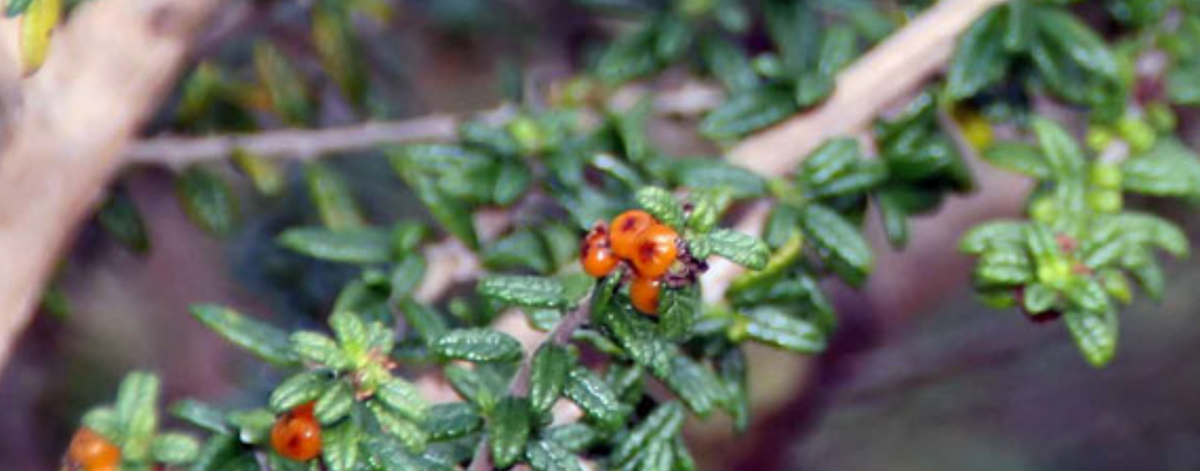 Fruits