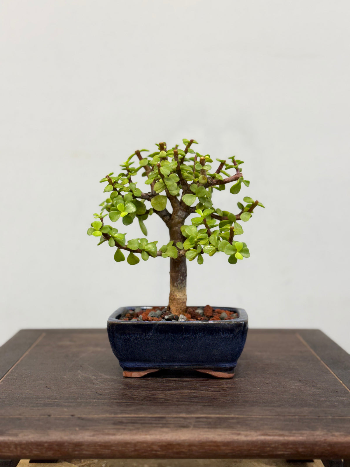 Mame Dwarf Jade