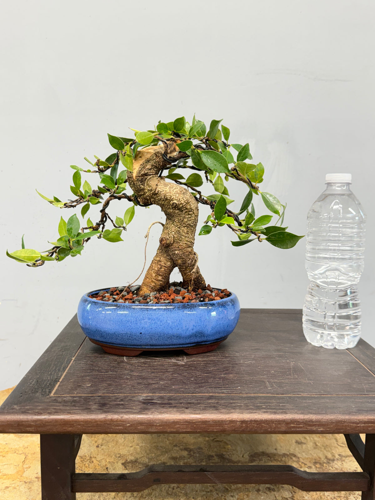 One of a Kind Shohin Tiger Bark Ficus