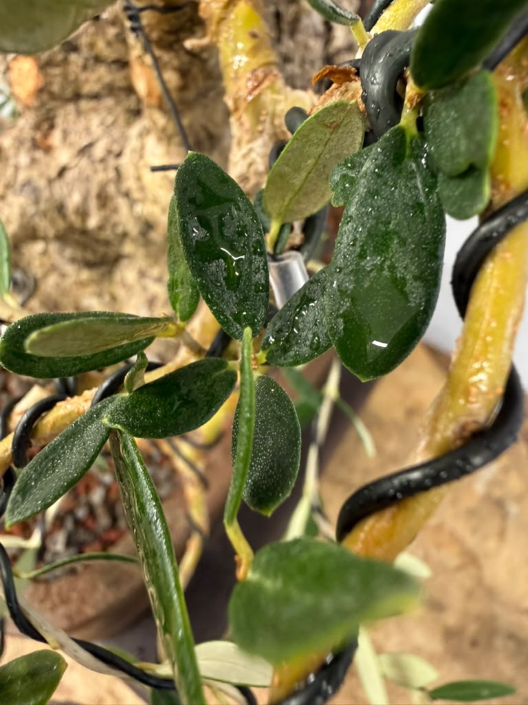 European Olive Bonsai | From Alex Mendoza’s Personal Collection