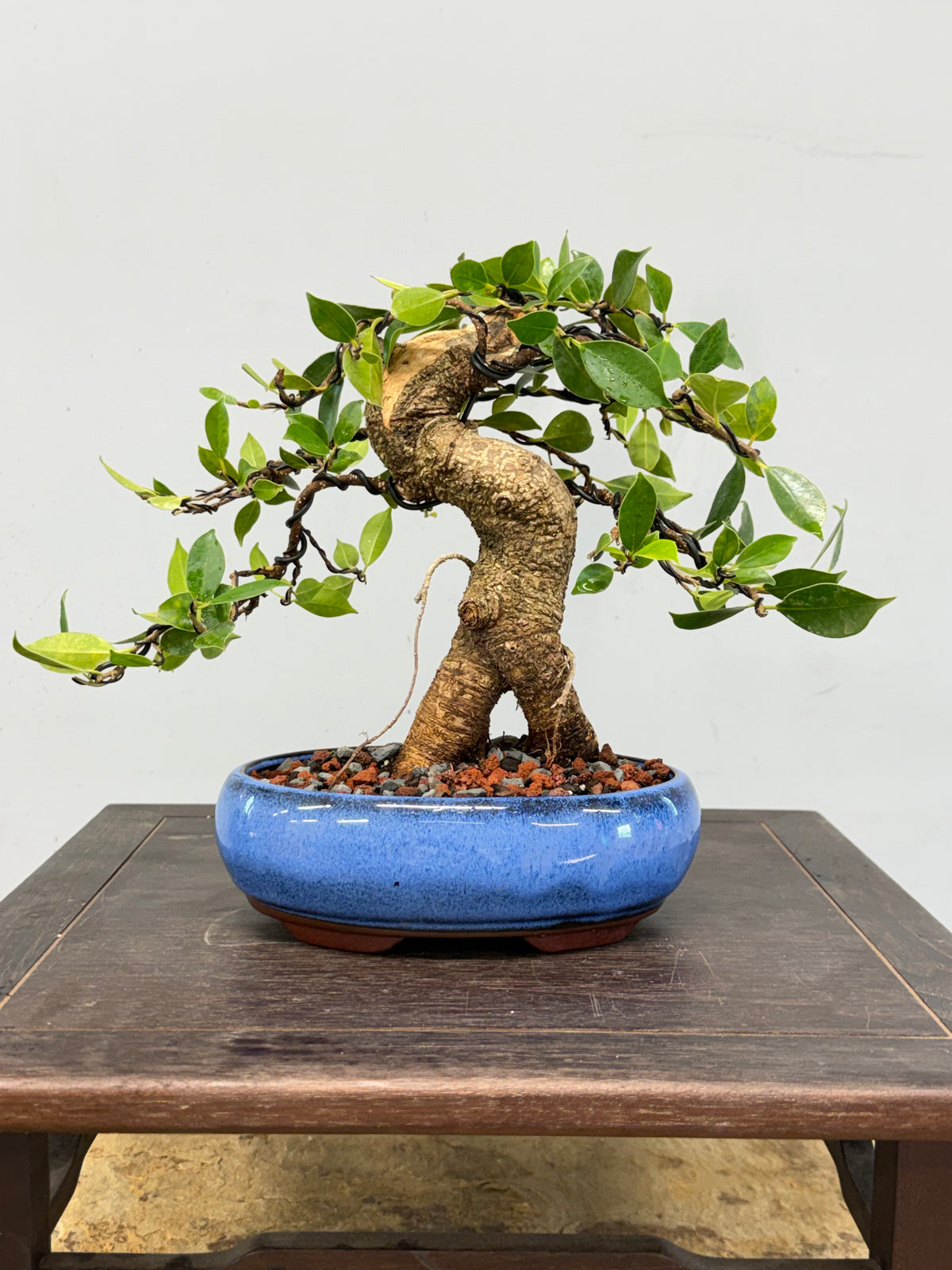 One of a Kind Shohin Tiger Bark Ficus
