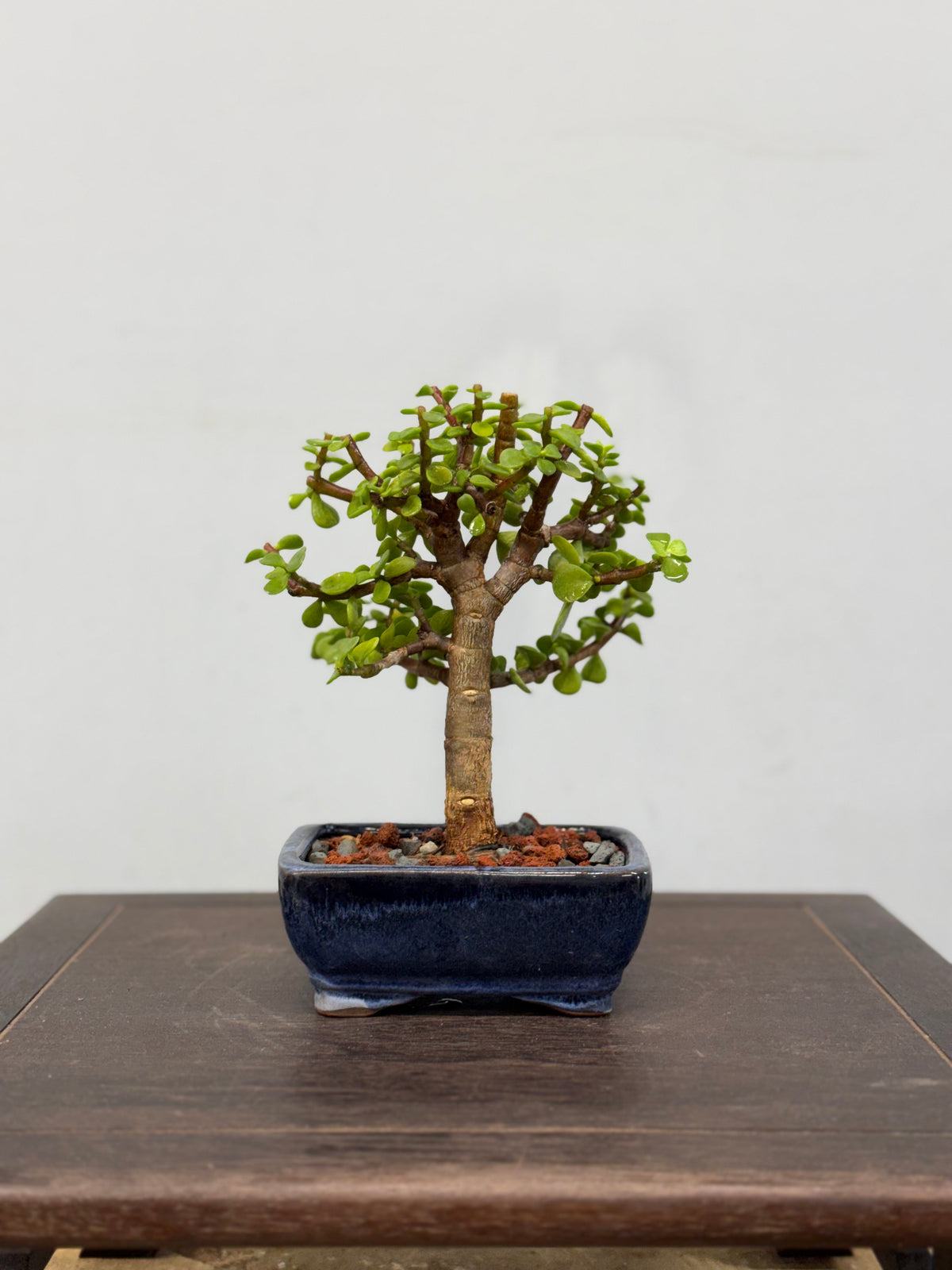 Mame Dwarf Jade