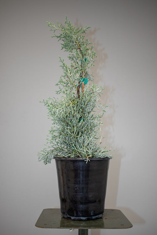 Arizona Cypress Silver Smoke