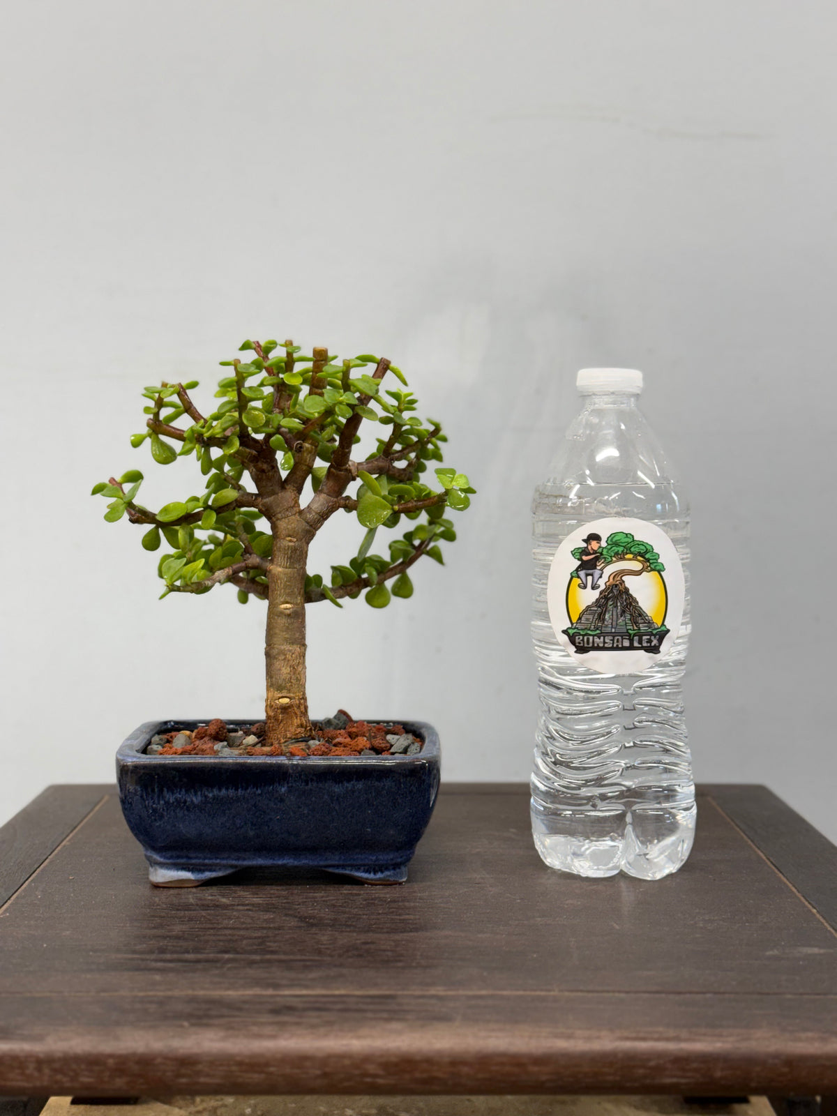 Mame Dwarf Jade