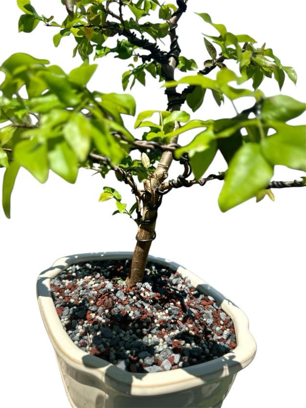 Jaboticaba