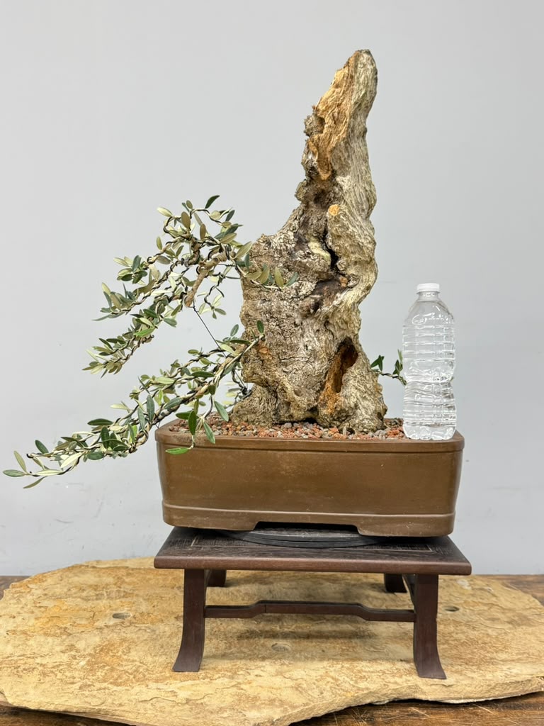 European Olive Bonsai | From Alex Mendoza’s Personal Collection