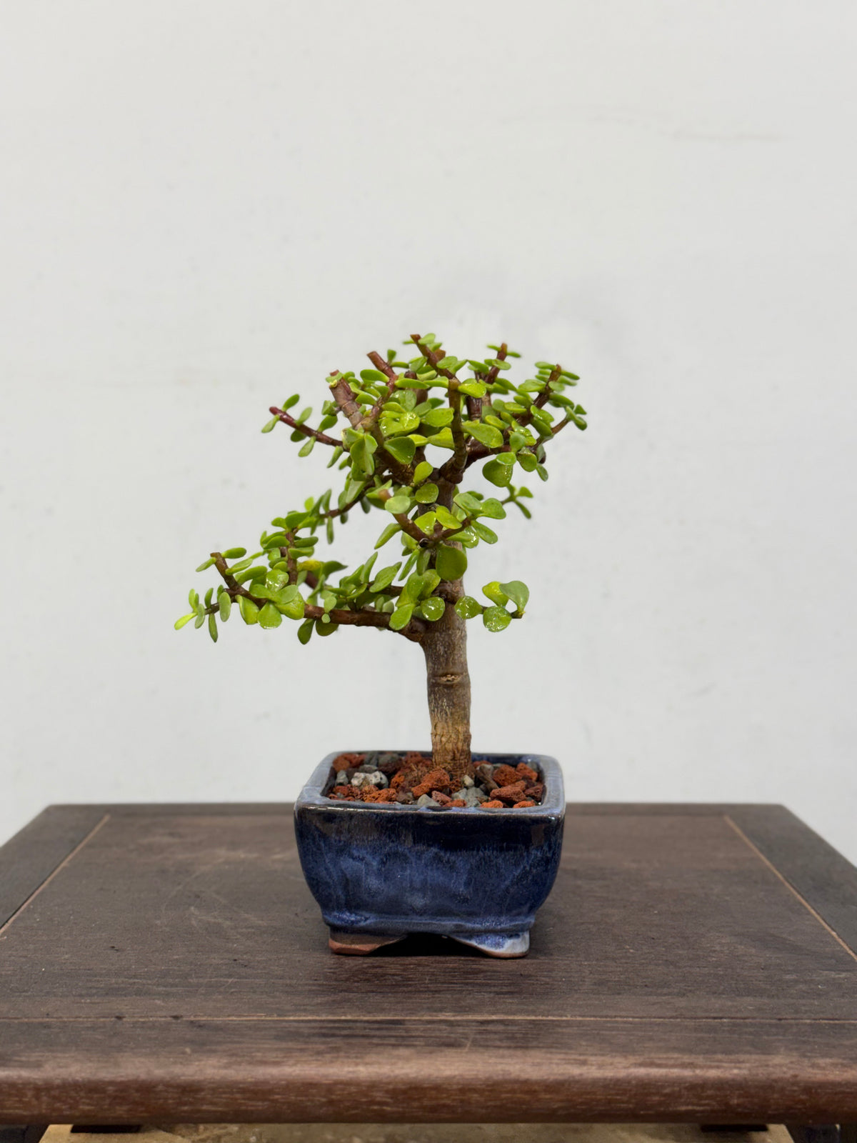 Mame Dwarf Jade