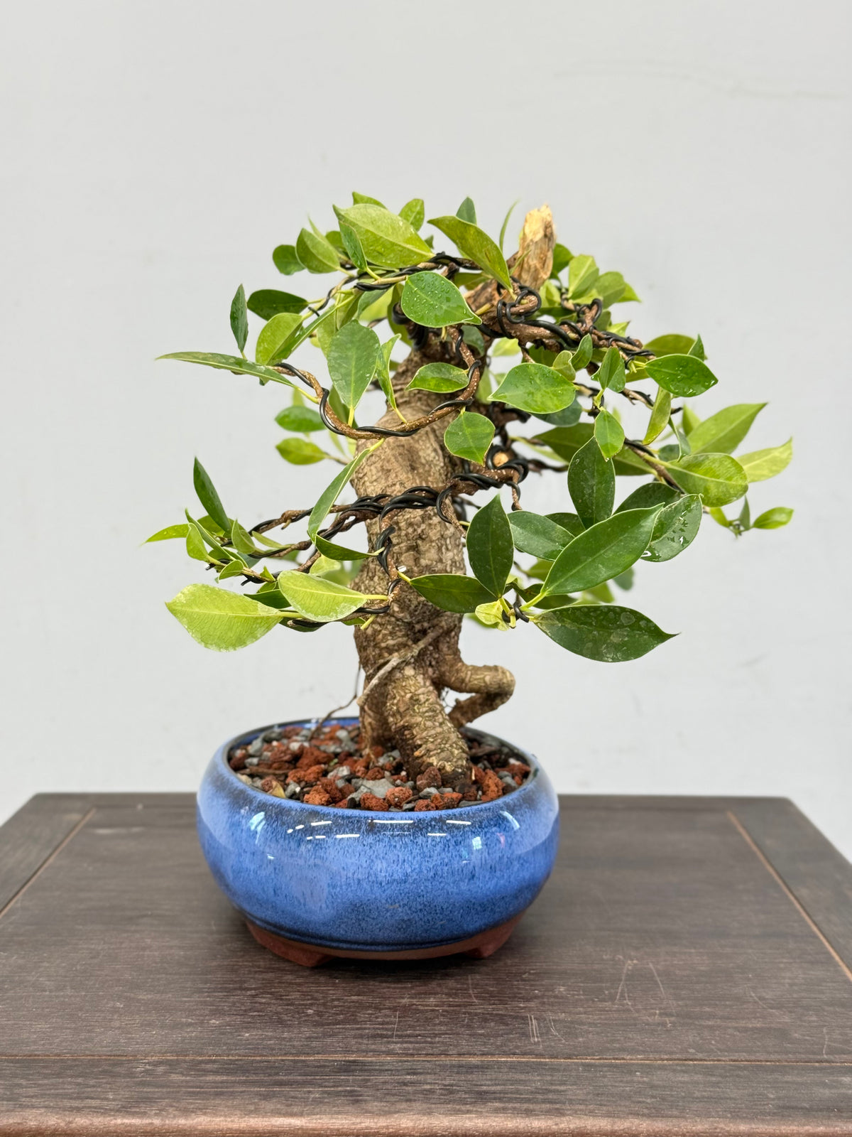 One of a Kind Shohin Tiger Bark Ficus
