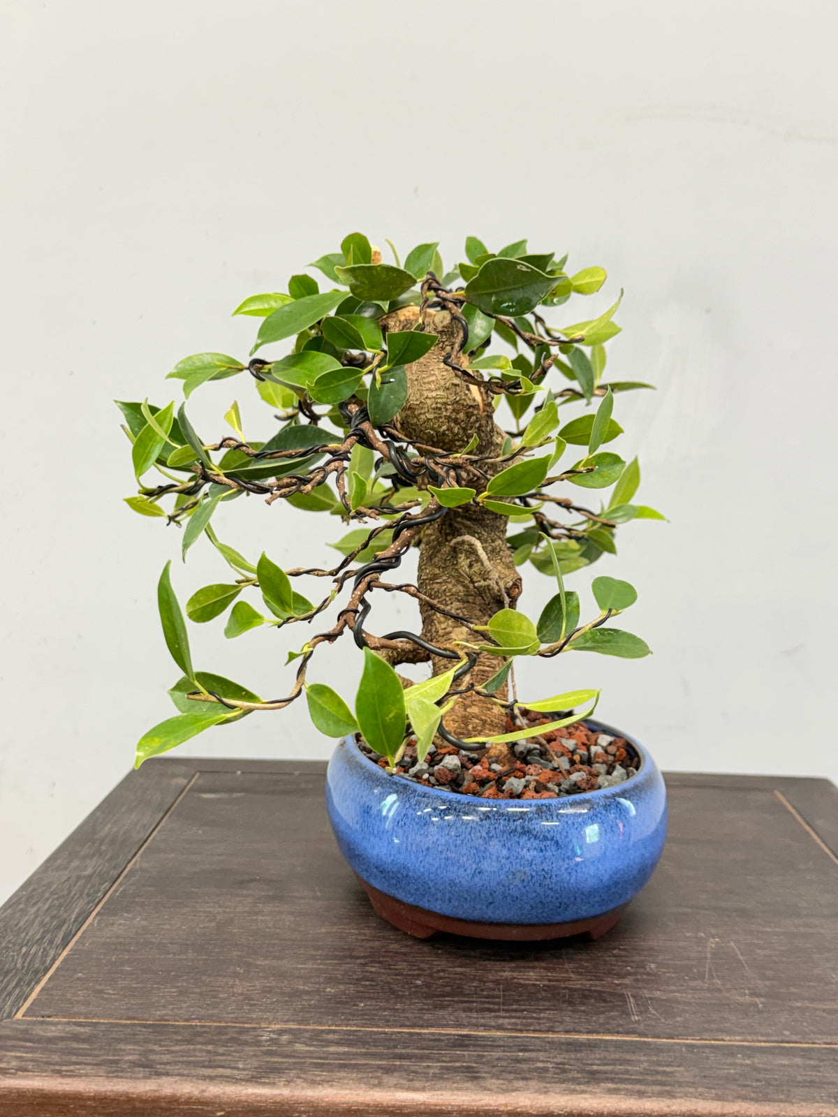 One of a Kind Shohin Tiger Bark Ficus