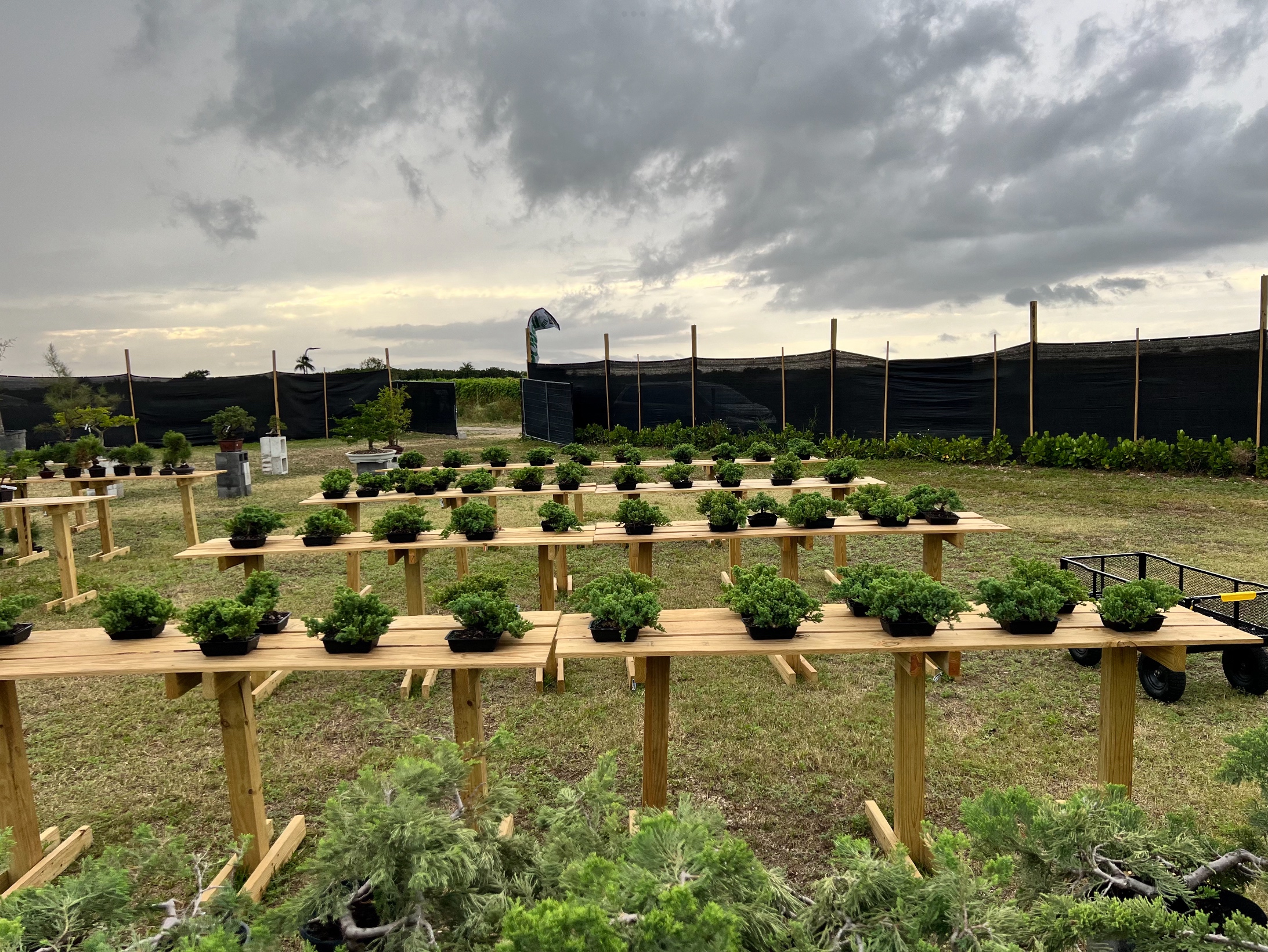 Bonsai Lex Nursery & Studio